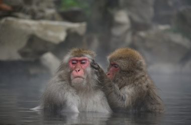 animal-3892151_1280.jpg